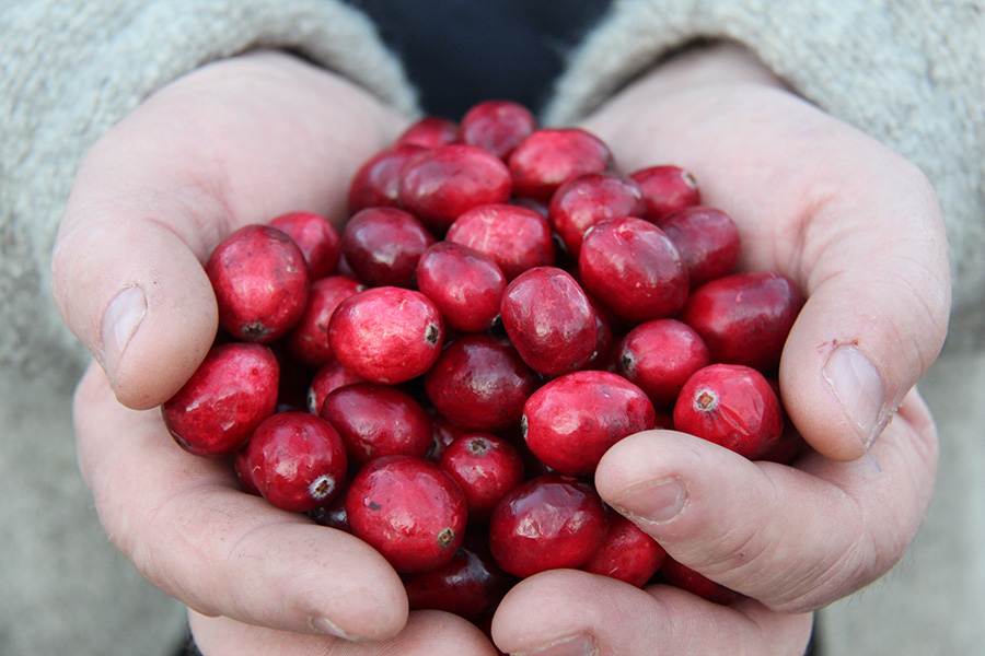 is cranberry juice good for dogs