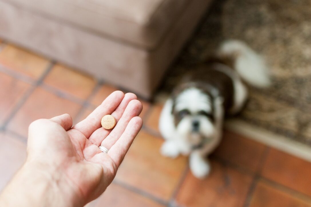 is cranberry juice good for dogs