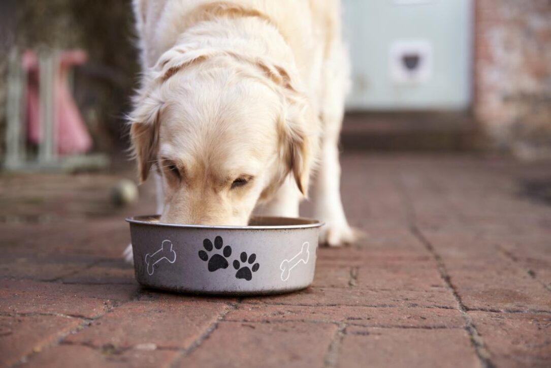 is cranberry juice good for dogs