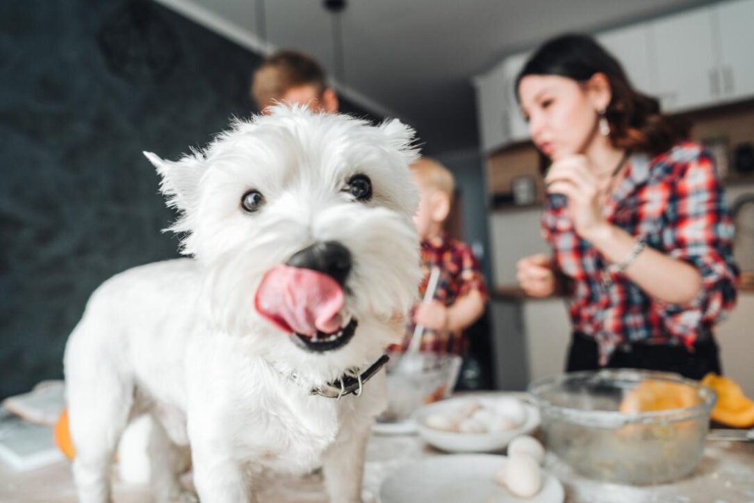 is cranberry juice good for dogs